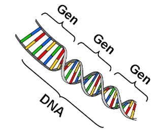 Gen ve DNA - fEN VE TEKNOLOJİ DERSİ